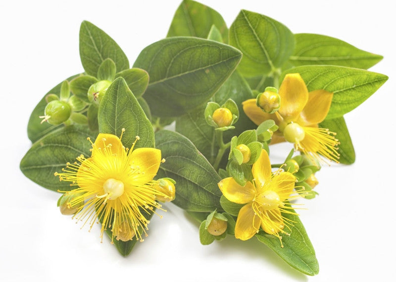 Does St. John's Wort Work? Protazen®